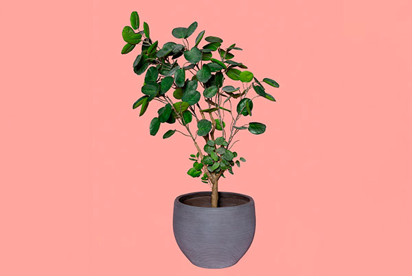 Alquiler de Matera con Planta Decorativa medellin